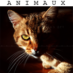 Portraits Animaliers
