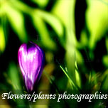 PLANTES ET FLEURS